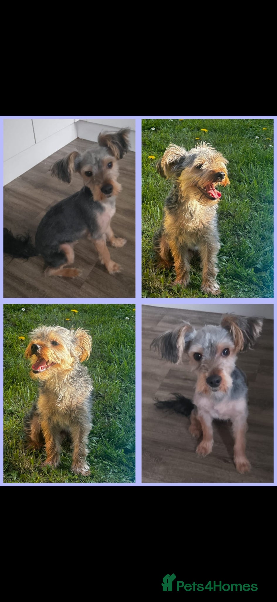 Yorkshire Terrier dogs Full breed yorkishire terrier - Advert 4
