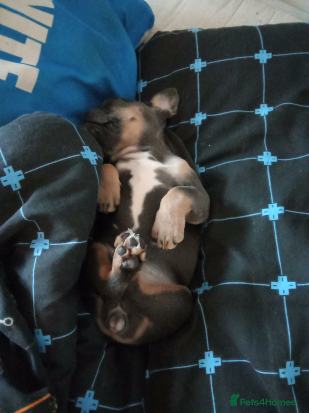 French Bulldog dogs for sale: Full bloodline French bulldog for rehome  - Advert 5