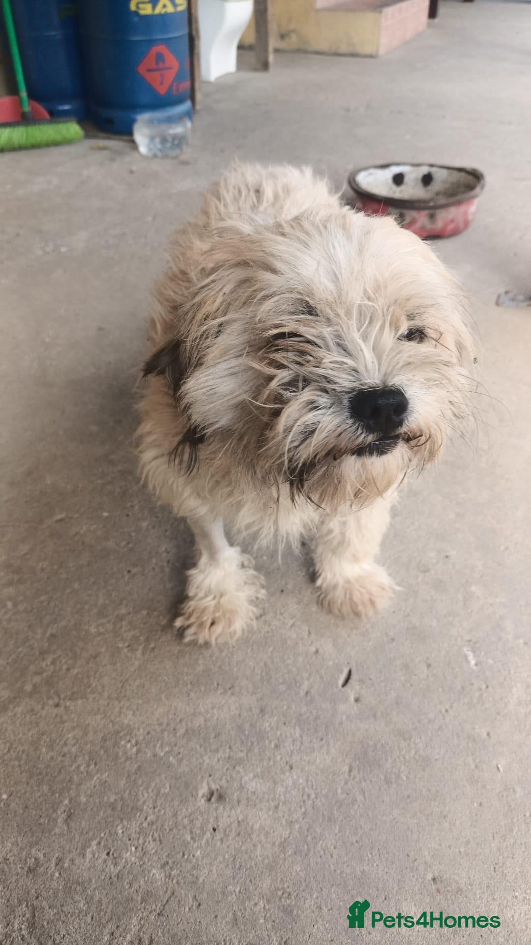Mixed Breed dogs 🍭 LOLLIPOP IS LOOKING FOR HER FOREVER HOME 🍭 - Advert 2