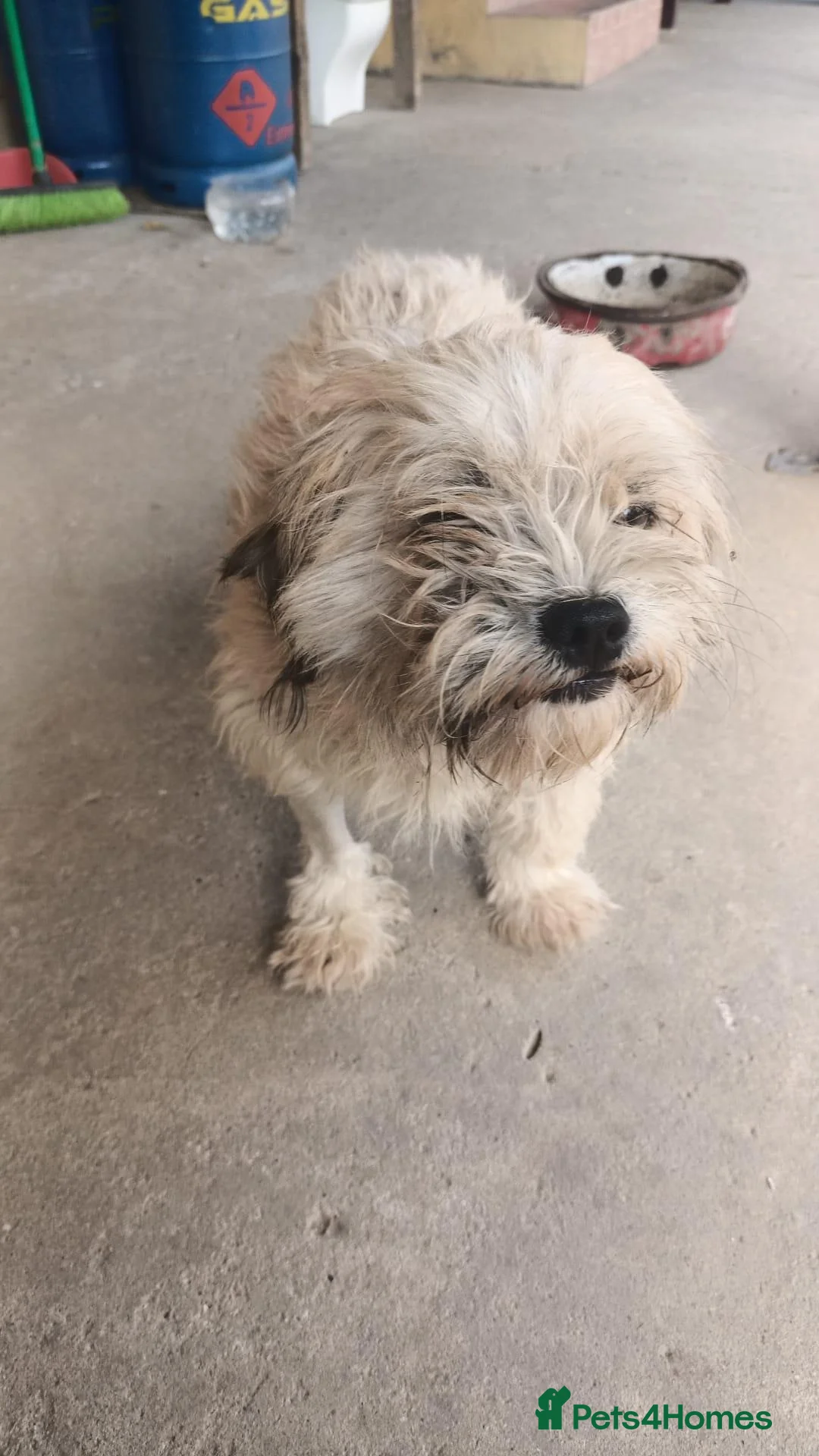 Mixed Breed dogs for adoption: 🍭 LOLLIPOP IS LOOKING FOR HER FOREVER HOME 🍭 - Advert 2
