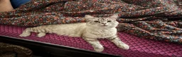 Ragdoll cats for sale: Ragdoll lynx  - Advert 1