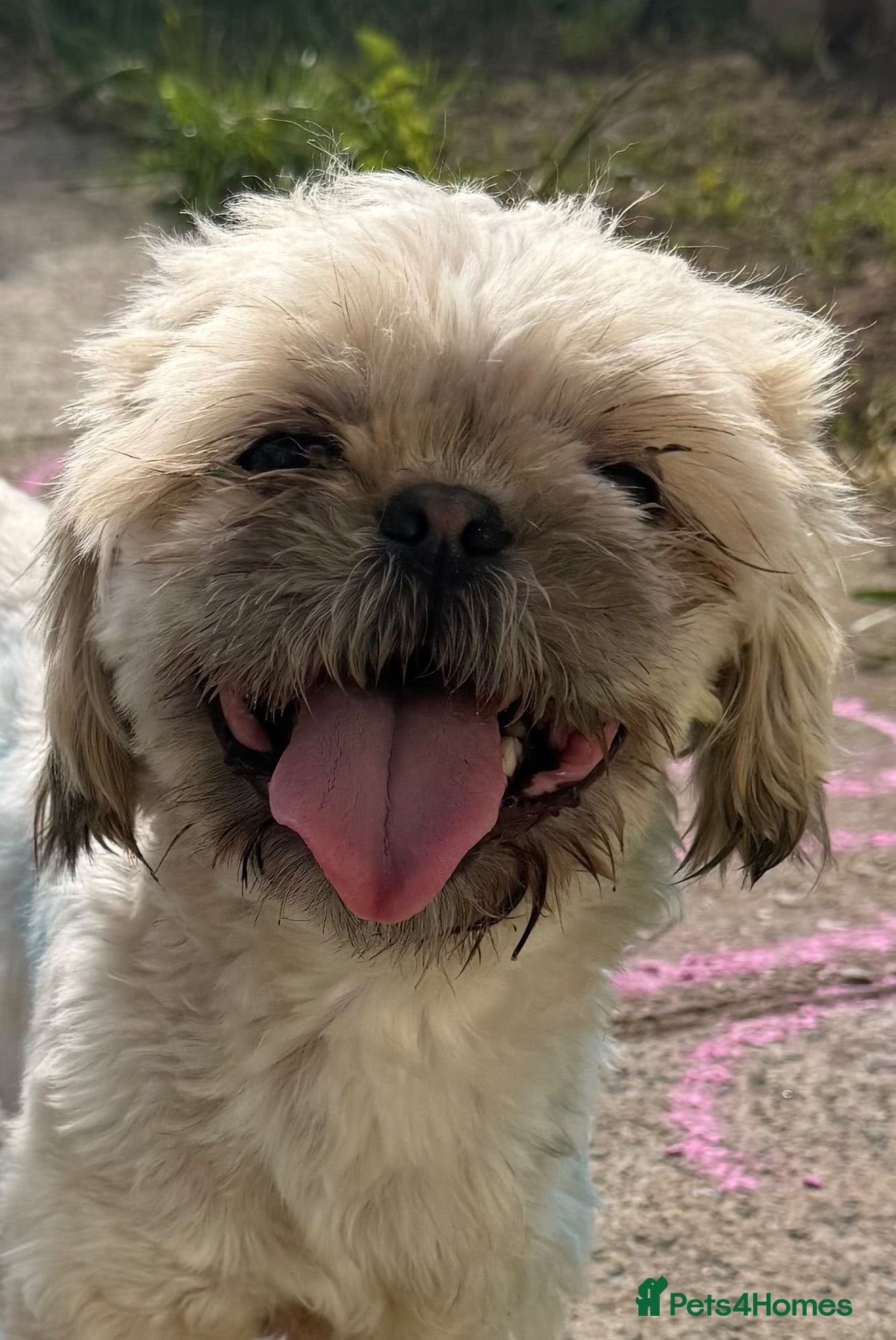 Shih Tzu dogs 18 month old Shih Tzu rehome - Advert 1