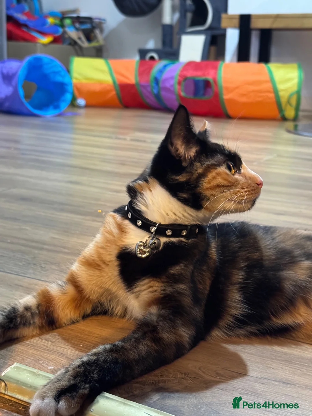Mixed Breed cats for sale: 8 month old calico kitten  in London - Advert 2