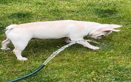 French Bulldog dogs for sale: Such a honest little lady - Image 17