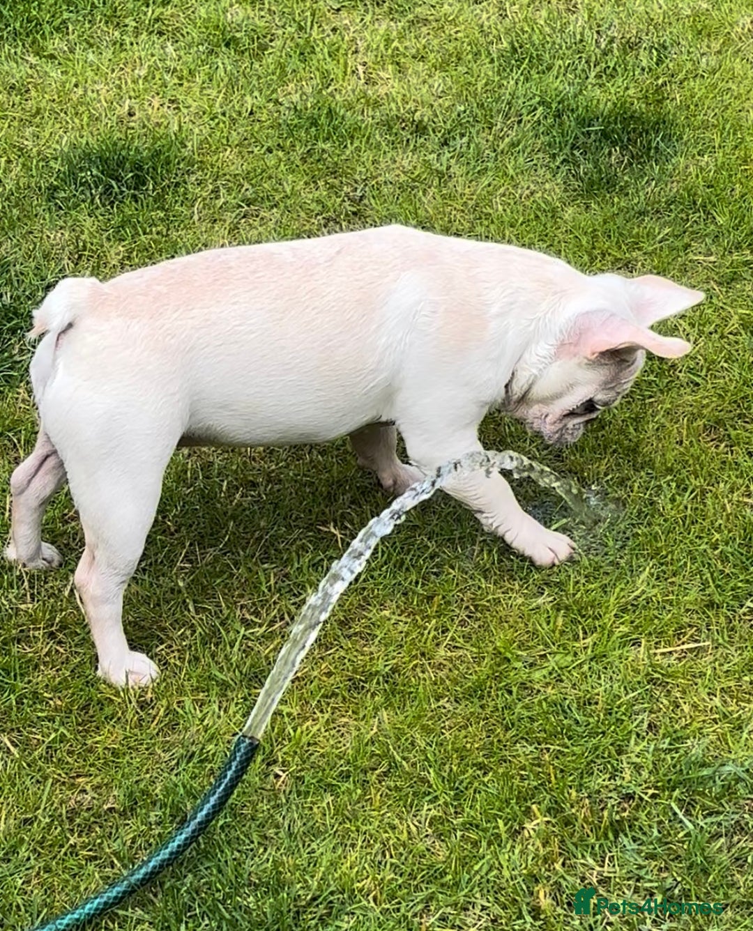 French Bulldog dogs for sale: Such a honest little lady - Image 17