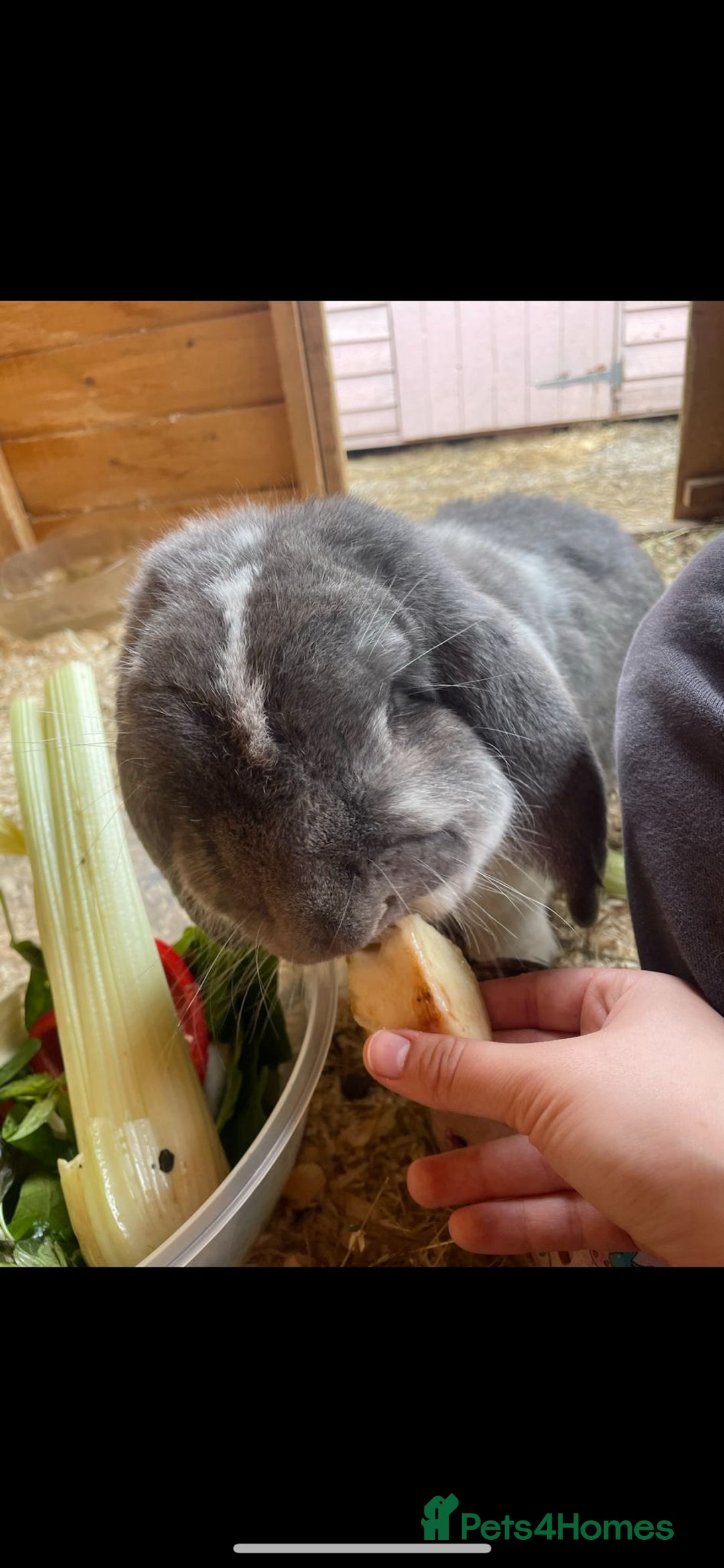 French Lop rabbits for sale: French lop - Advert 5