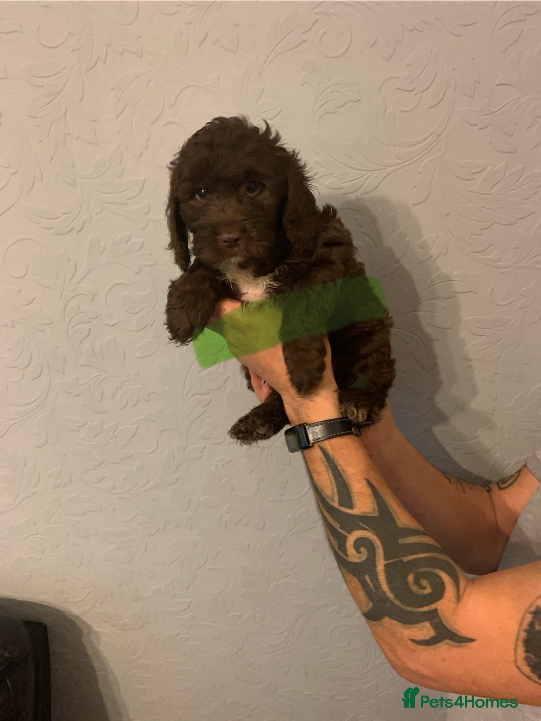 Cockapoo dogs for sale: FABULOUS LITTER OF COCKAPOO PUPPY’S - Advert 10