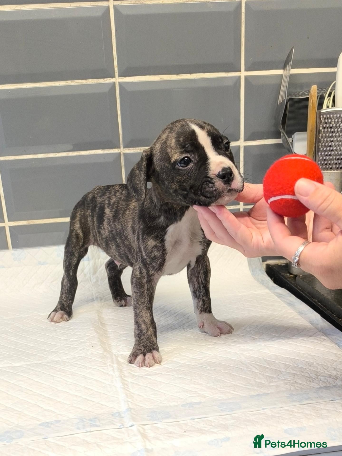 Mixed Breed dogs 2 X 8 wk old male Staffordshire bt collie mix - Advert 1