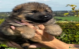 German Shepherd dogs for sale: ⭐️KC big bone GSD puppies ⭐️ - Image 7