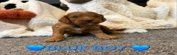 Cockapoo dogs for sale: 🌟F1 miniature health tested cockapoos🌟 - Advert 12