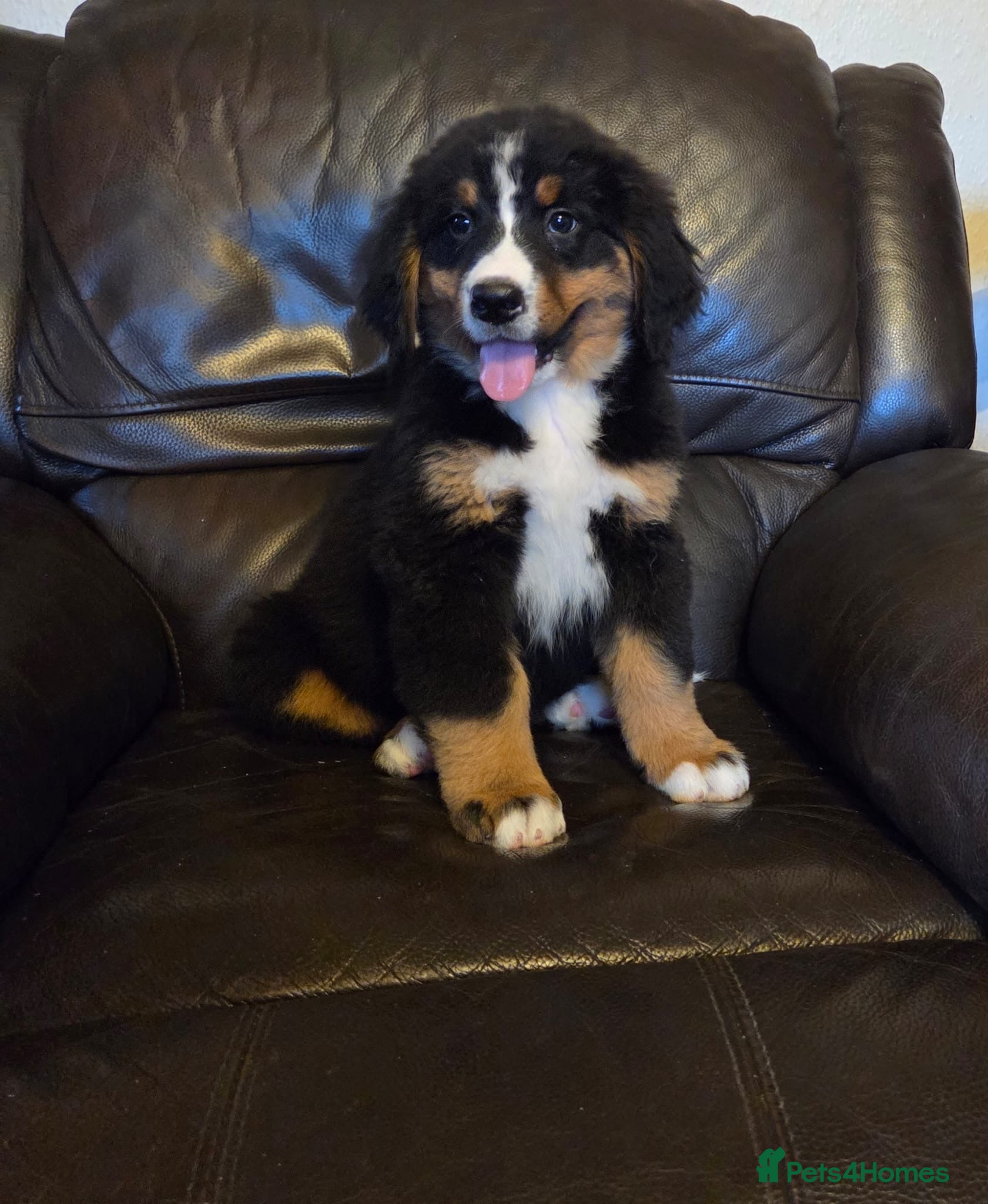 Bernese Mountain Dog dogs Gorgeous Bernese Mountain Dog Puppies  - Advert 1