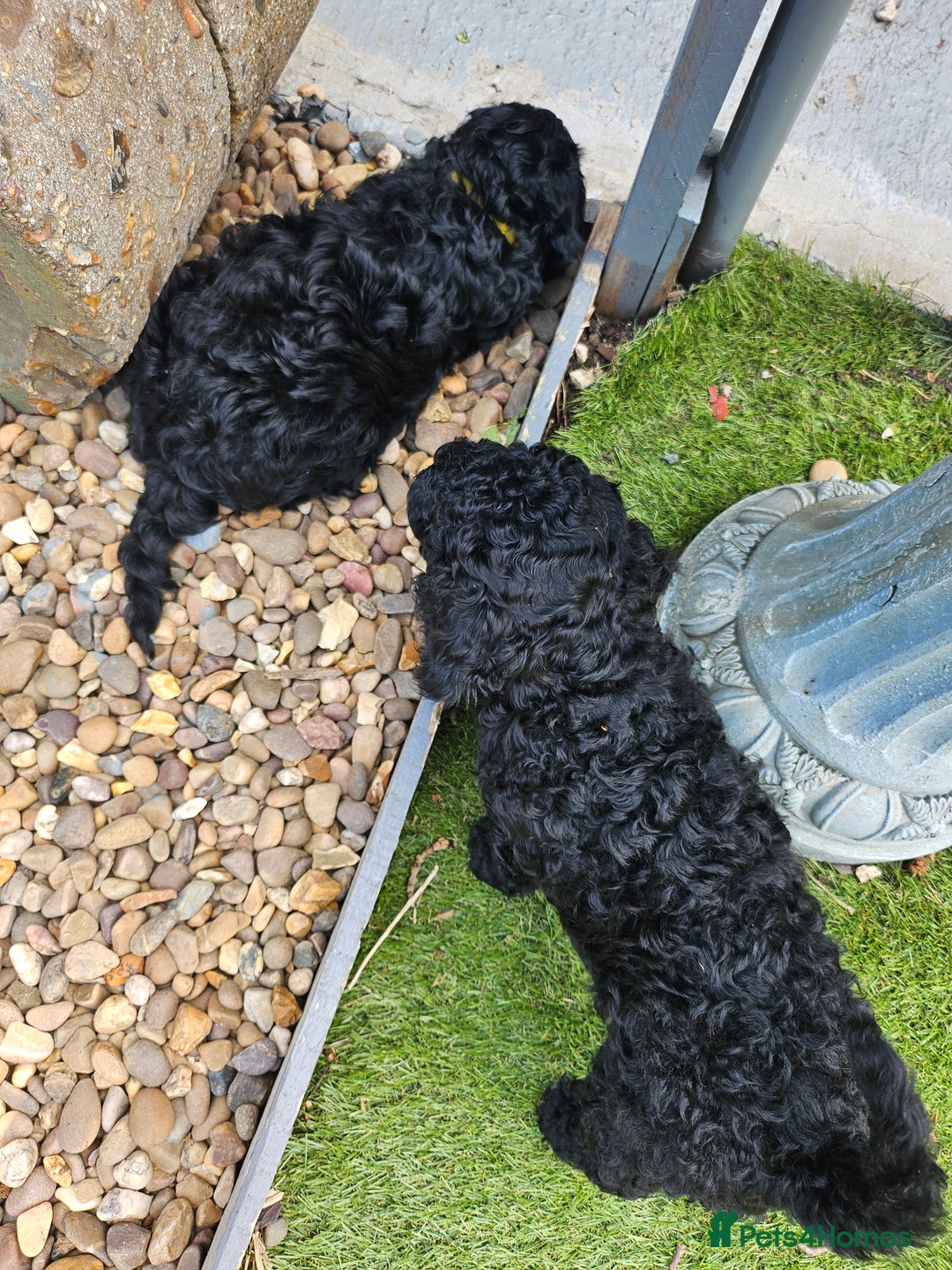 Cockapoo dogs for sale: Cockapoo boys  - Image 8