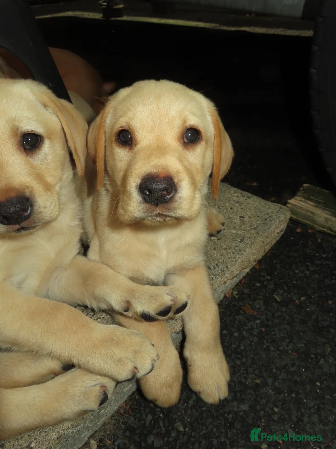 Labrador Retriever dogs for sale: Beautiful Labrador puppies  - Advert 2