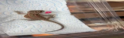 Bearded Dragon reptiles for sale: Red monster 👹 x hypo zero bearded dragons - Advert 5