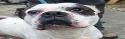 Mixed Breed dogs for adoption: CHARLIE 4yr old Mixed Breed - Advert 3