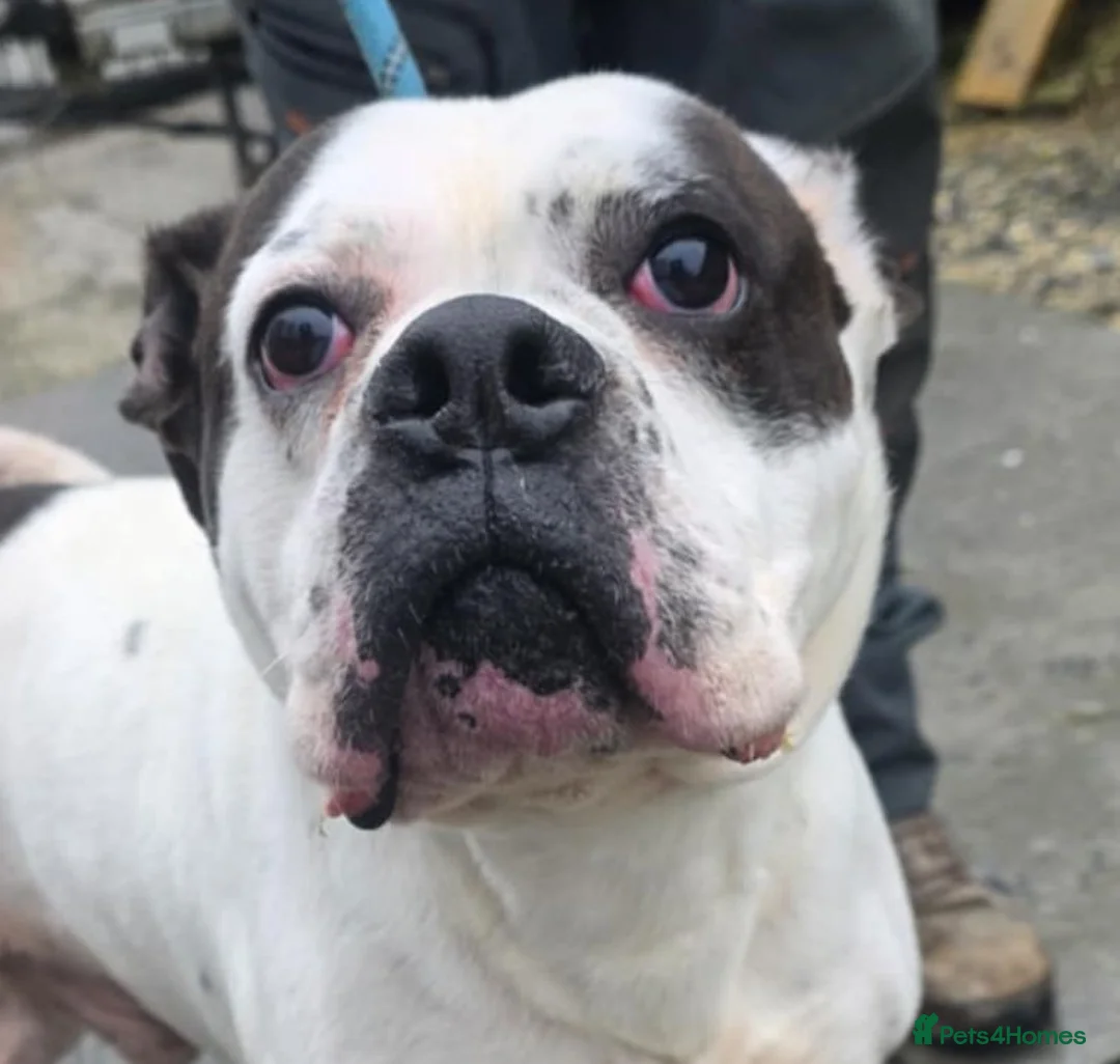 Mixed Breed dogs for adoption: CHARLIE 4yr old Mixed Breed - Advert 3