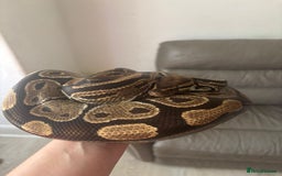 Python Snake reptiles for sale: Royal python 8 year old male  - Image 3