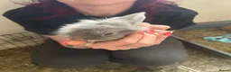 Mini Lion Lop rabbits for sale: 6 mini lion head lop eared rabbits. Boys and girls - Advert 11