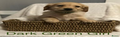 Golden Retriever Green Girl