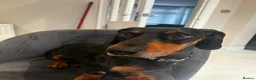 Dachshund dogs for sale: Dog to rehome - Advert 4