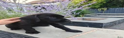 Labrador Retriever dogs for sale: Mr Orange – Gorgeous Black Labrador Boy - Advert 8