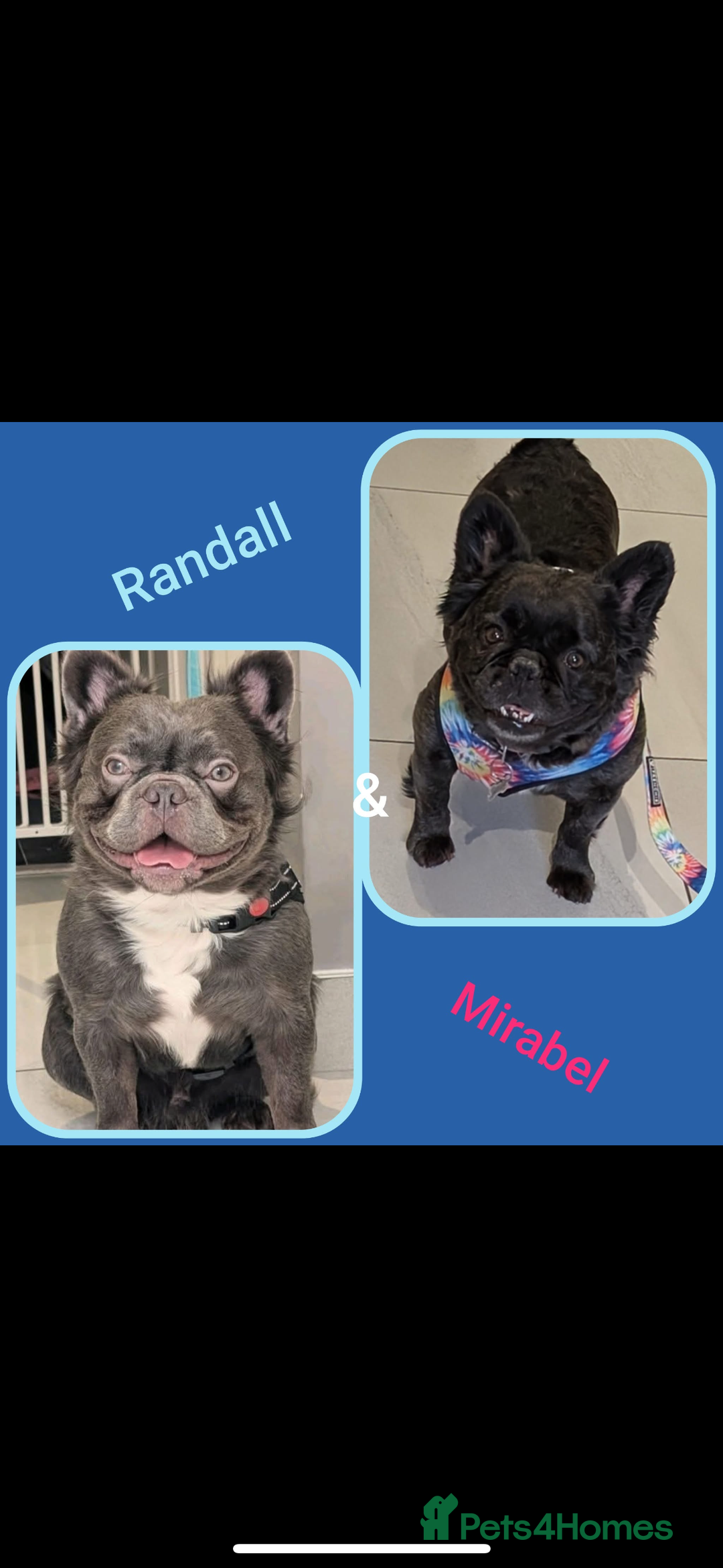 French Bulldog dogs for sale: *Fluffy French Bulldog Pups-4 reserved* - Image 32