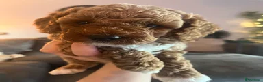 Labradoodle 1