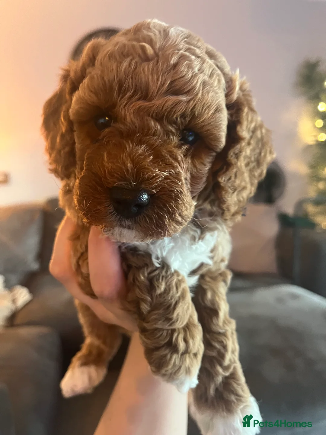 Labradoodle dogs for sale: Red miniature multi gen labradoodles - Advert 18