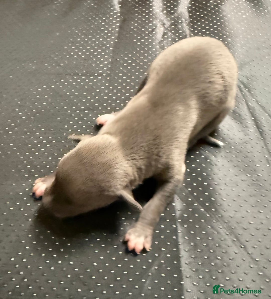 Whippet dogs for sale: Blue KC Boy "adorable" - Image 12