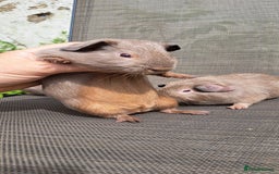 Guinea Pig rodents for sale: Baby boy guineas  - Image 4