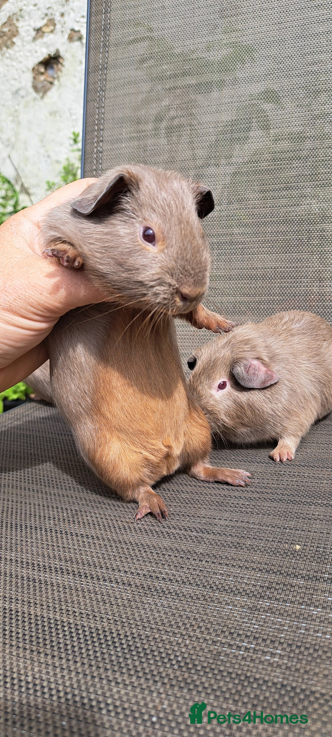 Guinea Pig rodents for sale: Baby boy guineas  - Image 4