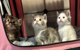 American Shorthair cats for sale: Mix litter docile well socialised kittens  - Image 3