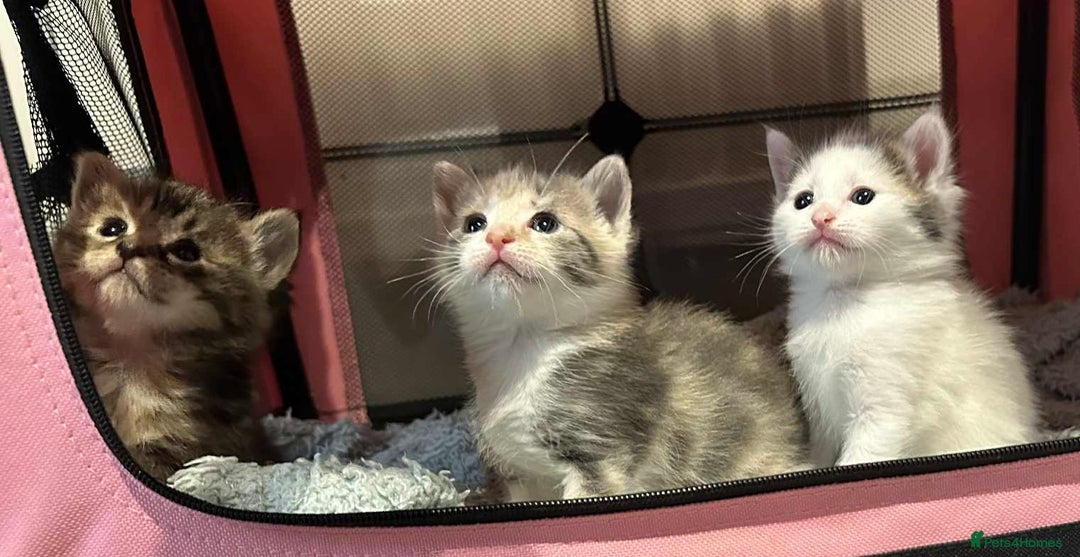 American Shorthair cats for sale: Mix litter docile well socialised kittens  - Image 3