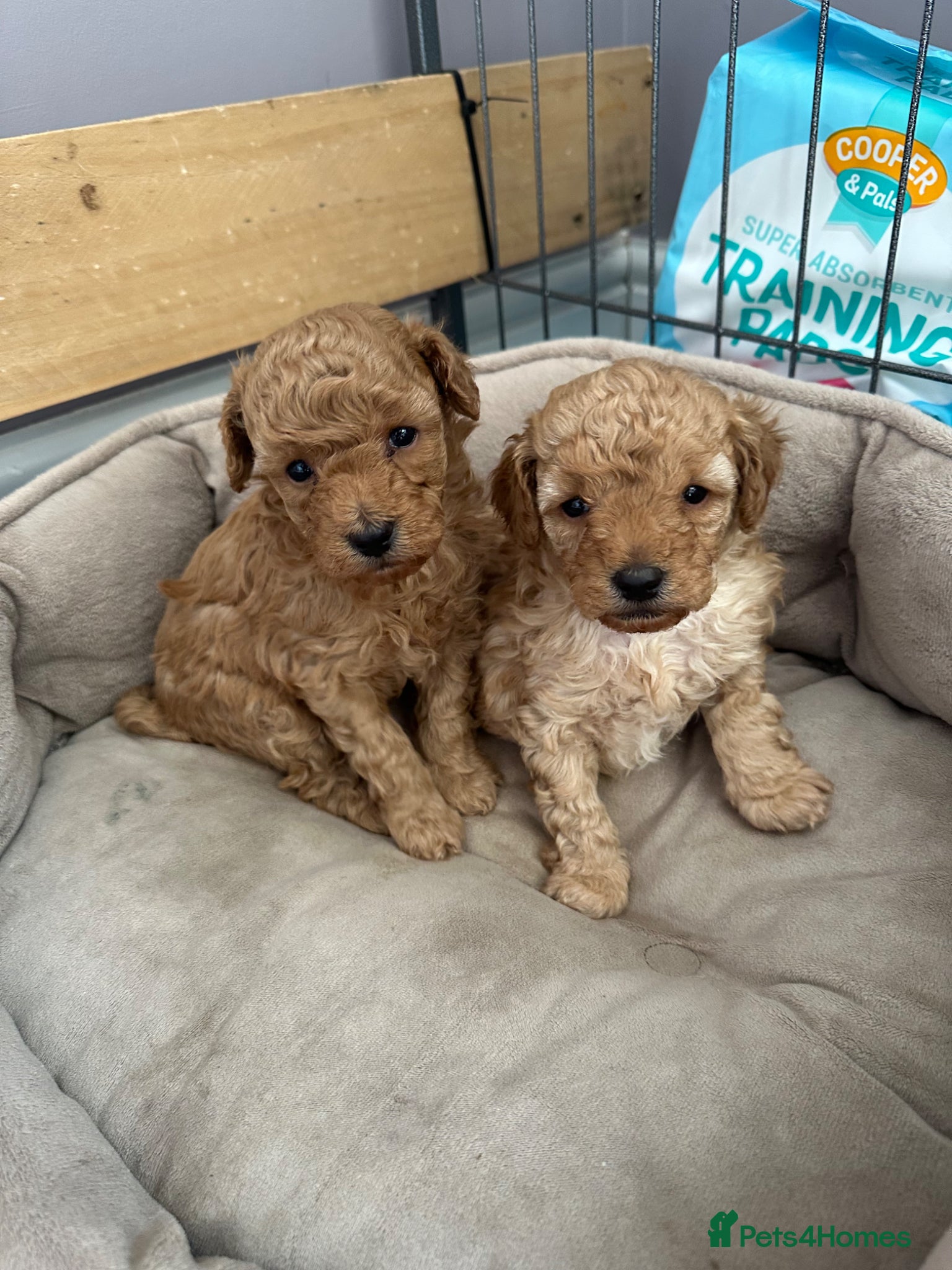 Toy Poodle dogs Gorgeous, healthy KC toy poodles  - Advert 4