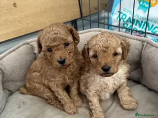 Toy Poodle dogs Gorgeous, healthy toy poodles - Advert 3
