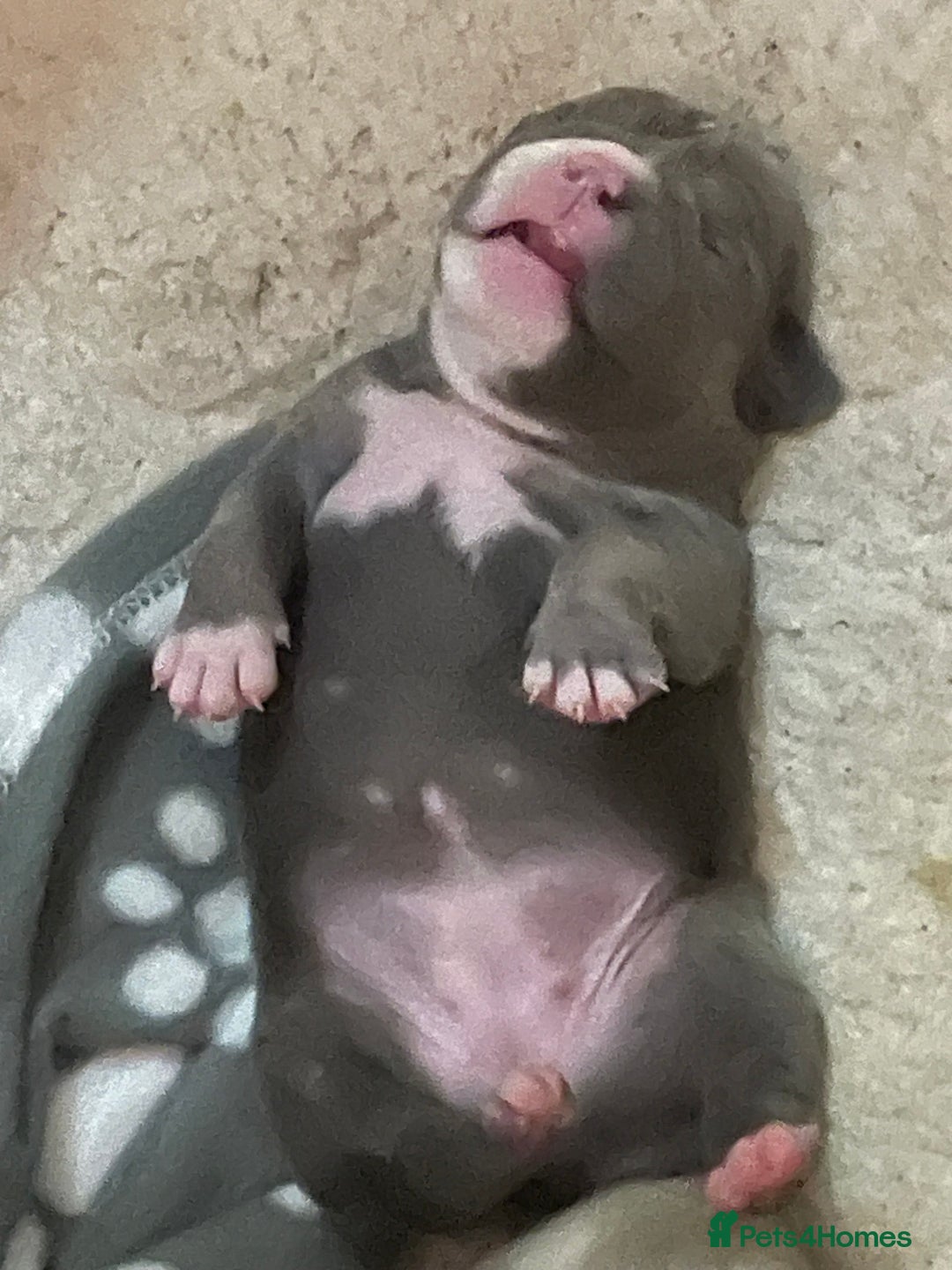 American Bully dogs for sale: American Pocket bully’s puppies  - Advert 24