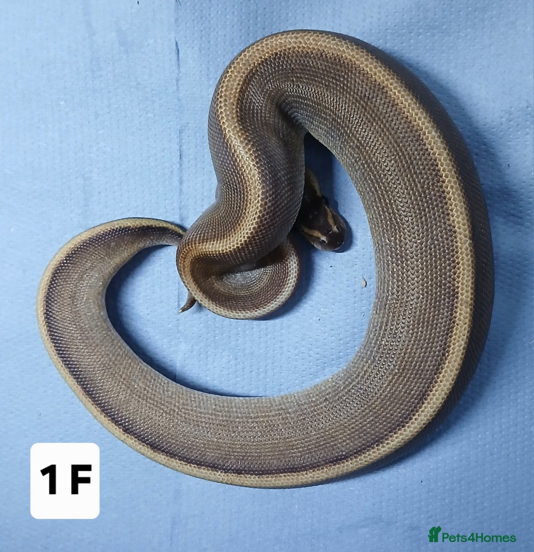 Python Snake reptiles for sale: Hatchling Royal Python's Females  - Advert 6