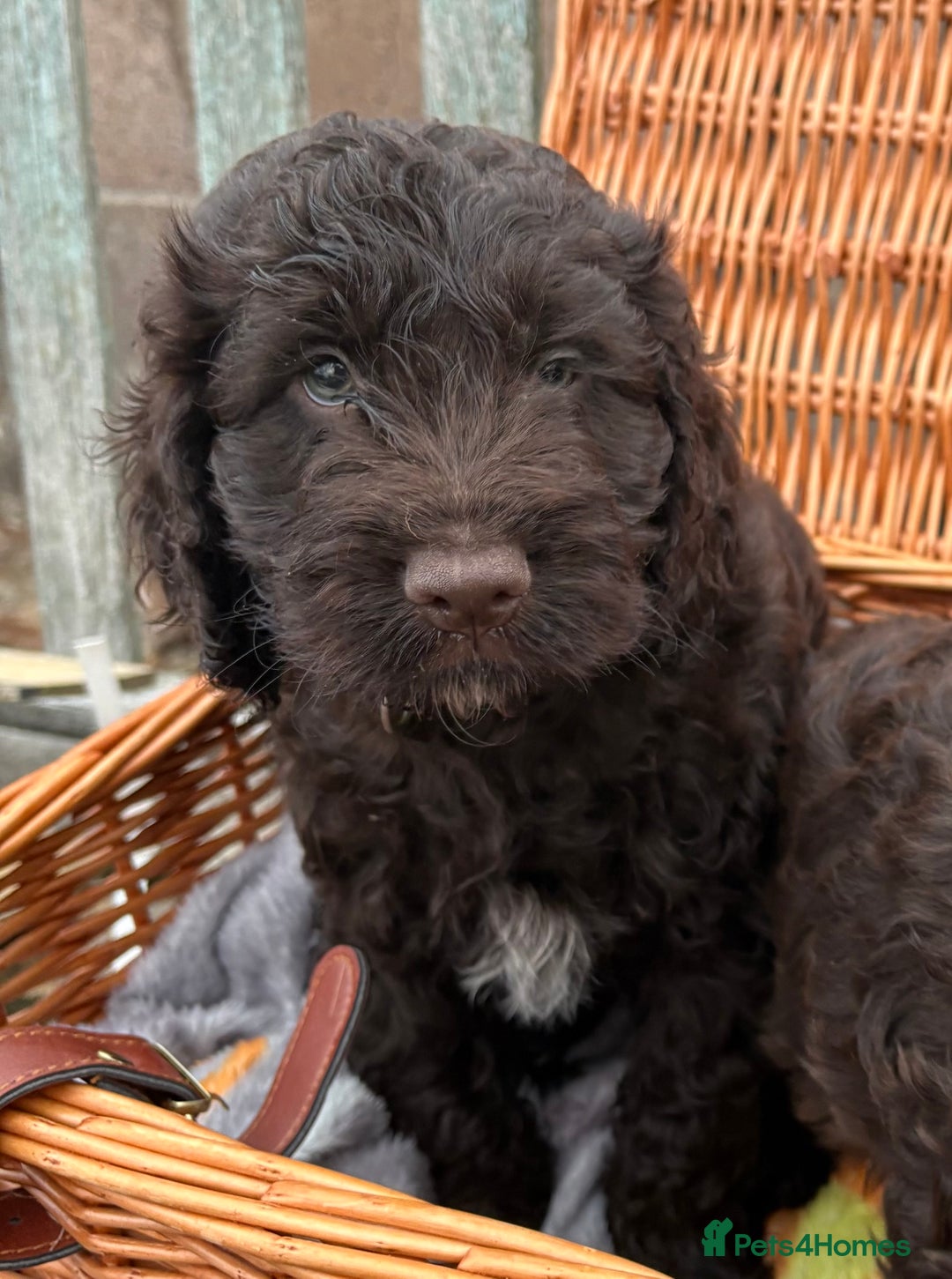 Cockapoo dogs for sale: Gorgeous cockapoo puppies  - Image 4