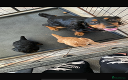 Cockapoo dogs for sale: cockapoo puppies - Advert 16