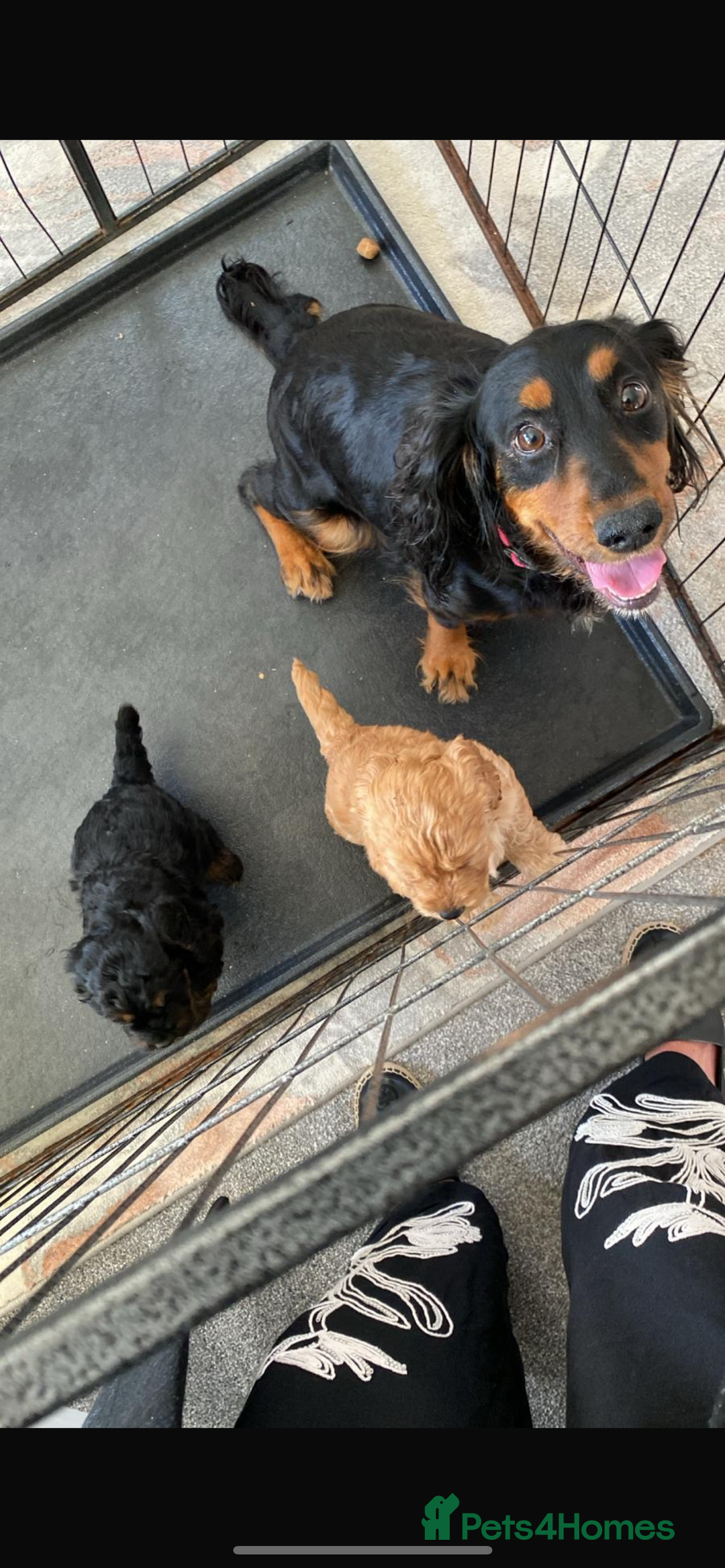 Cockapoo dogs for sale: cockapoo puppies - Advert 16