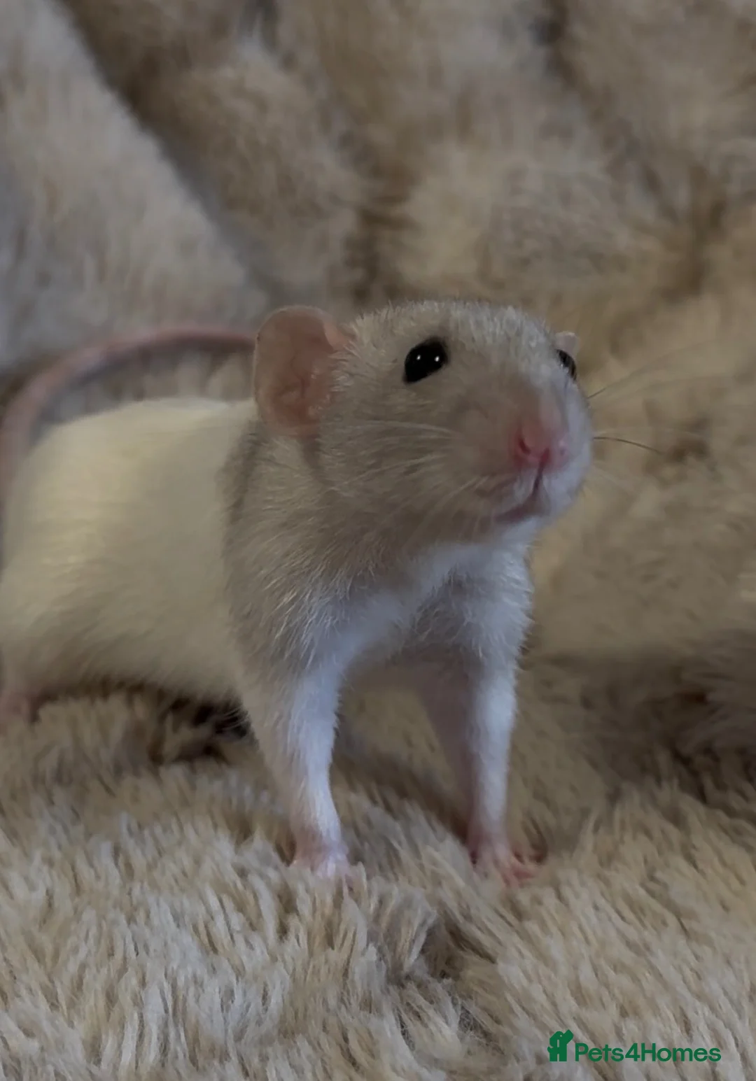 Rat rodents for sale: 🐀 Beautiful Rat Kitts 🐁 ** Available now ** - Advert 1
