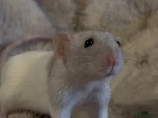 Rat rodents 🐀 Beautiful Rat Kitts 🐁 ** Available now ** - Advert 1