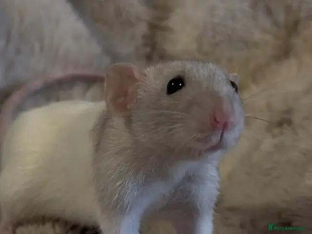 Rat rodents for sale: 🐀 Beautiful Rat Kitts 🐁 ** Available now ** - Advert 1