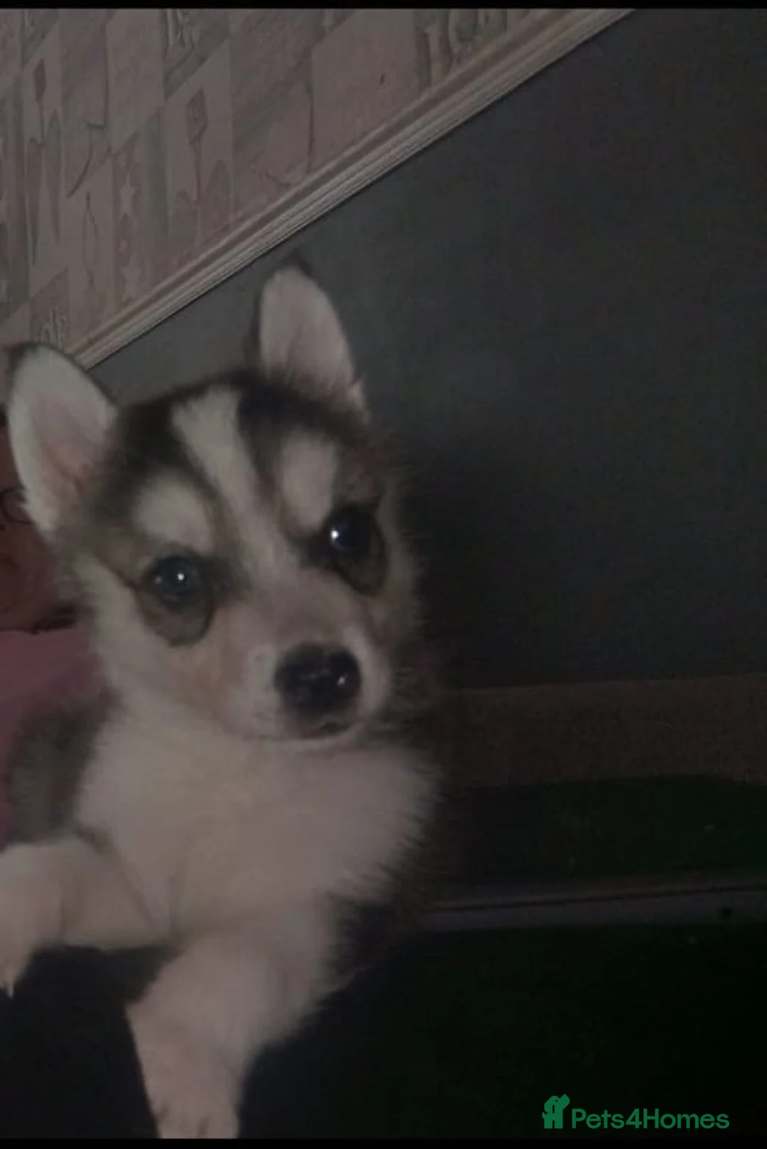 Siberian Husky dogs for sale: Last boy left £500 - Advert 2