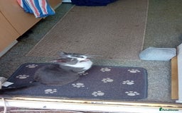 British Shorthair cats for sale: Munchkin  - Image 6