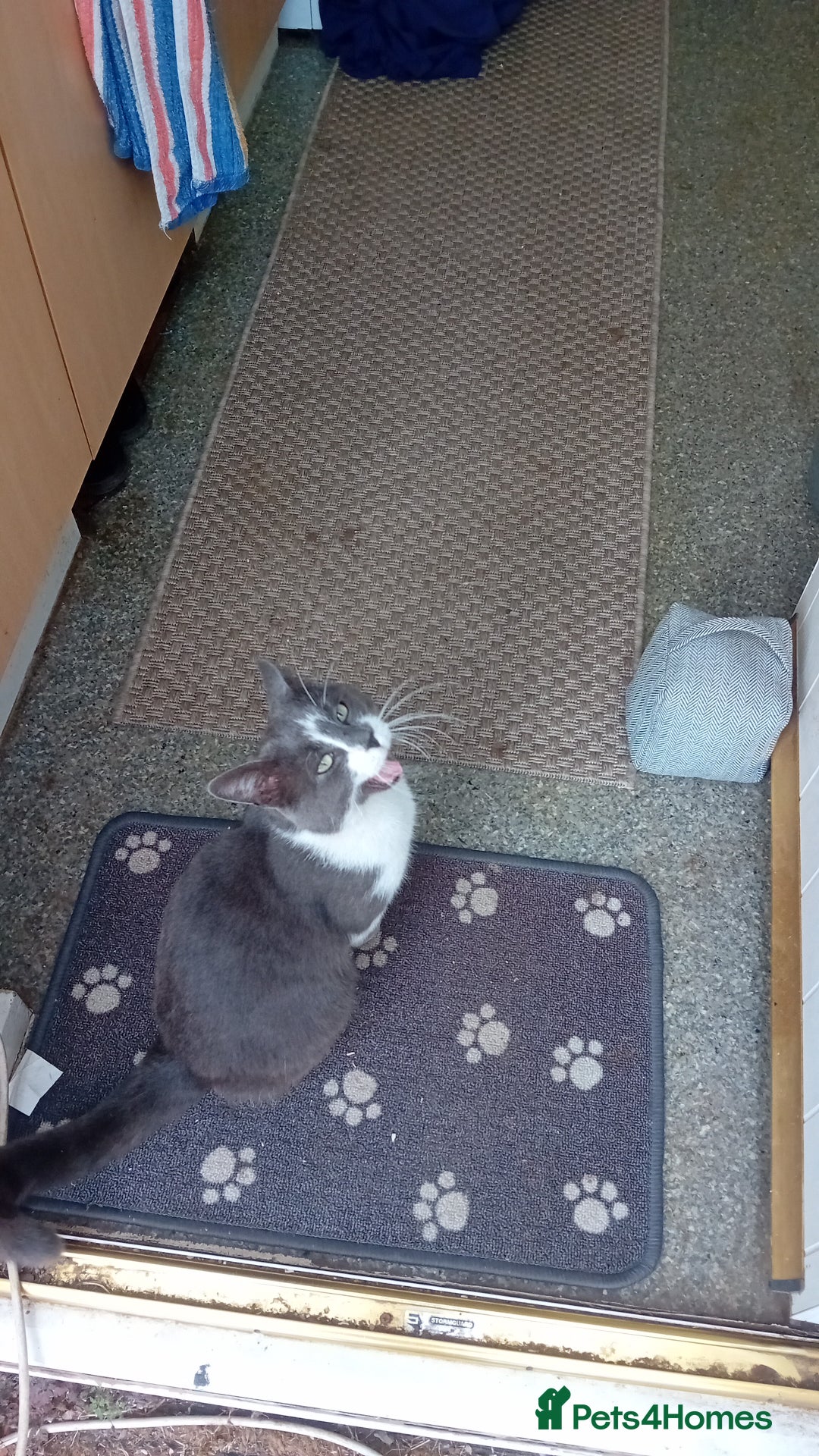 British Shorthair cats for sale: Munchkin  - Image 6