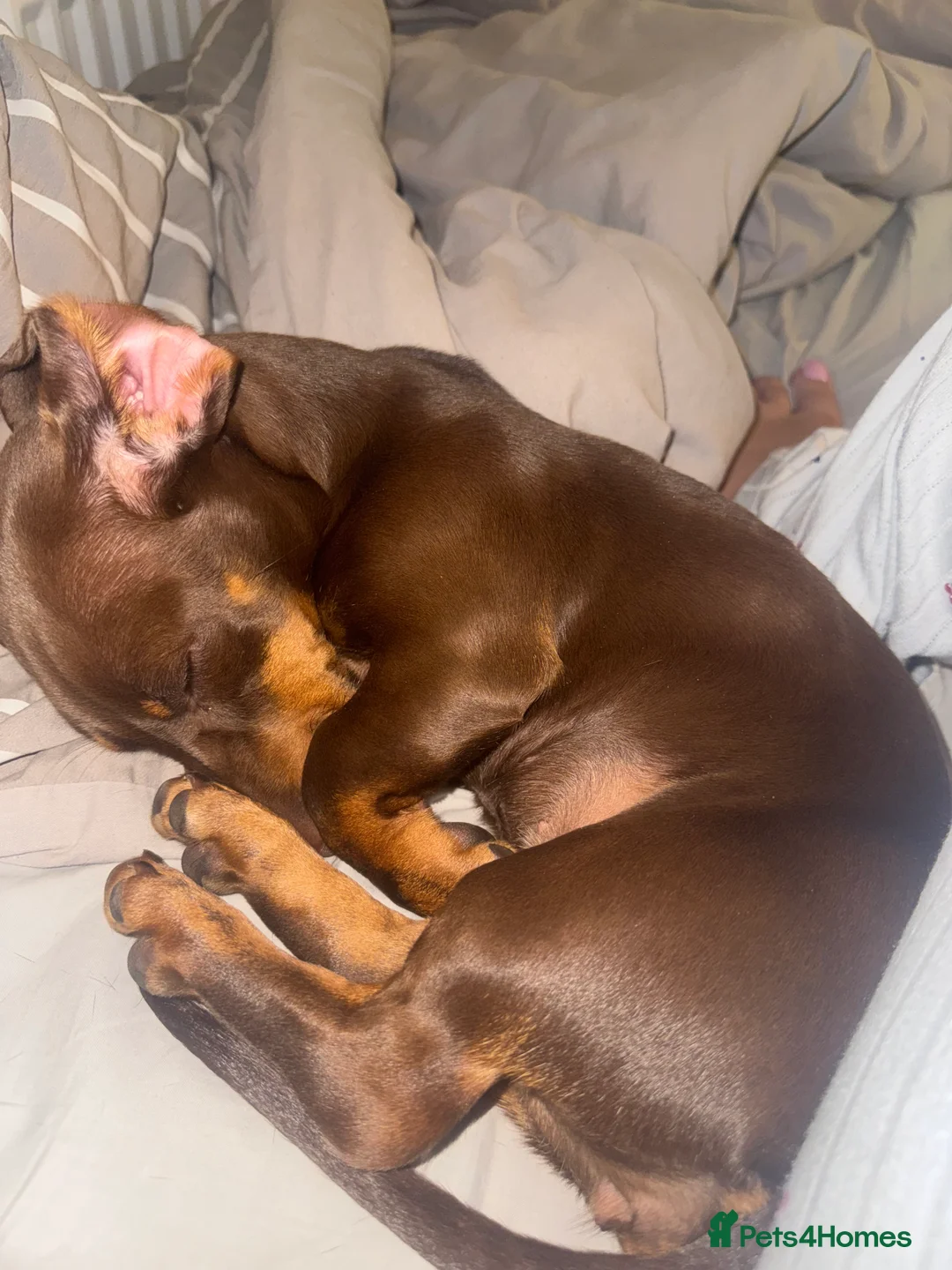 Dachshund dogs for sale: Mabel the Dachshund 🐶 REHOME FOR FREE  - Advert 14