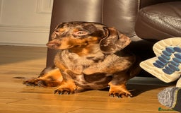 Miniature Dachshund dogs for sale: Pedigree long & short fur miniature dachshunds - Image 3