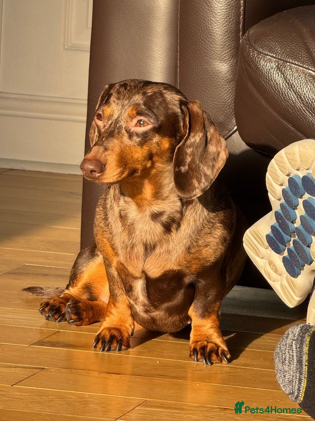 Miniature Dachshund dogs for sale: Pedigree long & short fur miniature dachshunds - Image 3