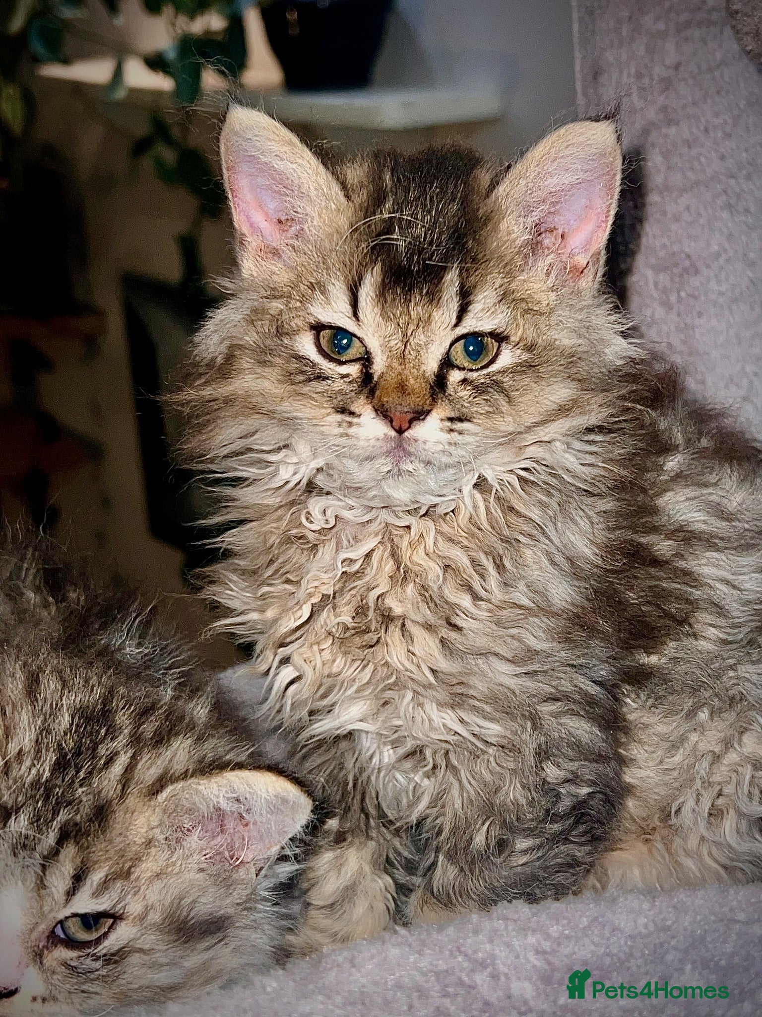 Selkirk Rex cats Gorgeous Selkirk rex kittens 😻 - Advert 2